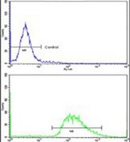 Anti-LMOD1 Antibody