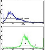 Anti-CECR5 Antibody