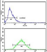 Anti-ZNF823 Antibody