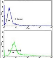 Anti-PLEKHO1 Antibody