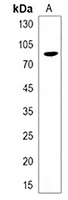 WEE1 Antibody