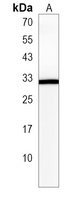 NME5 Antibody