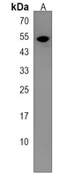 Cytochrome P450 3A43 Rabbit Polyclonal Antibody
