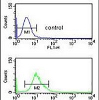 Anti-Cytochrome P450 3A43 Antibody