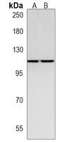 MLK1 Rabbit Polyclonal Antibody