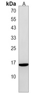 ALOX5AP Antibody