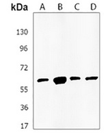 KLF10 Rabbit Polyclonal Antibody
