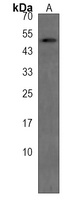 NARS2 Rabbit Polyclonal Antibody