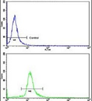 Anti-DDX53 Antibody