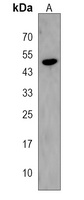 Osteomodulin Rabbit Polyclonal Antibody