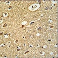 Osteomodulin Rabbit Polyclonal Antibody