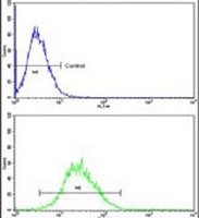 Anti-EN2 Antibody