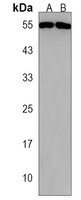 Cavin 1 Rabbit Polyclonal Antibody