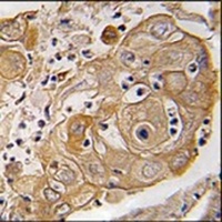 Cavin 1 Rabbit Polyclonal Antibody