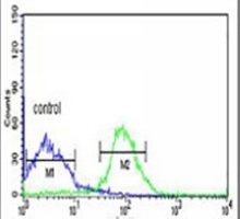 Anti-FKBP9 Antibody