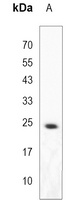 MOB1A Antibody