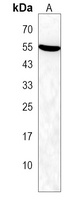 BTBD1 Antibody