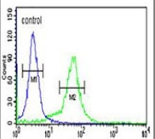 Anti-BTBD1 Antibody