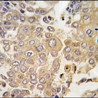 ERK4 Antibody