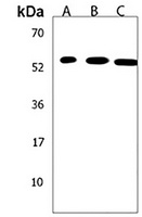 NP1 Rabbit Polyclonal Antibody