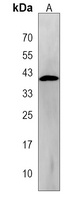 PANK3 Antibody