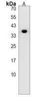 PANK1 Antibody