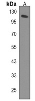 ERN2 Rabbit Polyclonal Antibody