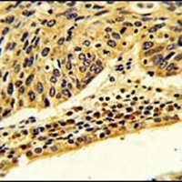 Anti-FPGS Antibody