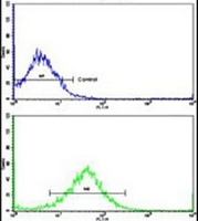 Anti-FPGS Antibody