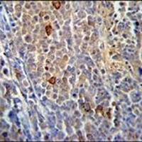 Anti-C9orf156 Antibody