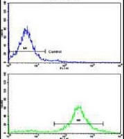 Anti-MOBP Antibody