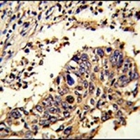 Anti-LUC7L Antibody