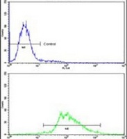 Anti-LUC7L Antibody