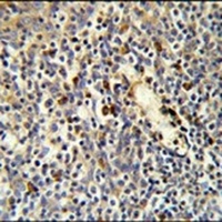 FKBP11 Rabbit Polyclonal Antibody