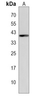 Apolipoprotein L4 Rabbit Polyclonal Antibody