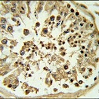 Apolipoprotein L4 Rabbit Polyclonal Antibody