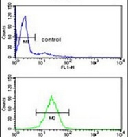 Anti-HSD17B7 Antibody