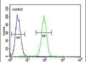 FSCN3 Antibody