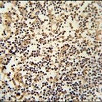 Anti-MAML3 Antibody