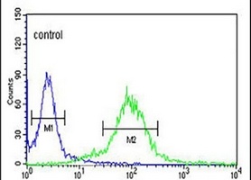 Anti-MAML3 Antibody