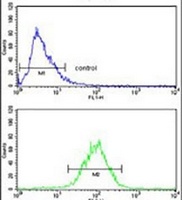 Anti-SPCS3 Antibody