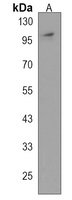 MTBP Antibody