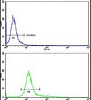 Anti-CTDP1 Antibody