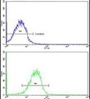 Anti-CLUAP1 Antibody