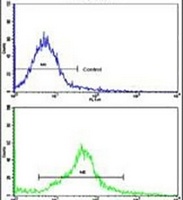 Anti-CREB3L1 Antibody
