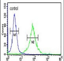 Anti-AMER1 Antibody