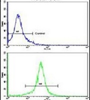 Anti-Gamma-Actin Antibody