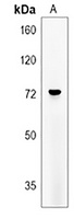 MMP24 Antibody