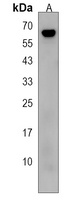 MLLT1 Rabbit Polyclonal Antibody