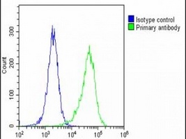 MAGEA2 Antibody
